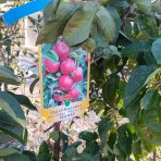 Stĺpovitá jabloň (Malus ballerina) ´MAYPOLE´- jesenná, výška 200-220 cm, kont. C15L